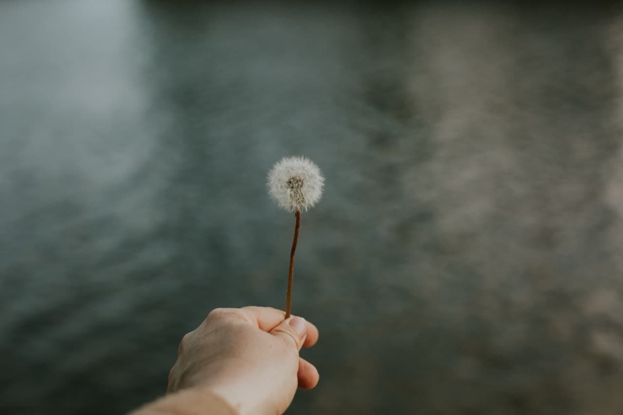 Hand hält eine Pusteblume über ruhigem Wasser