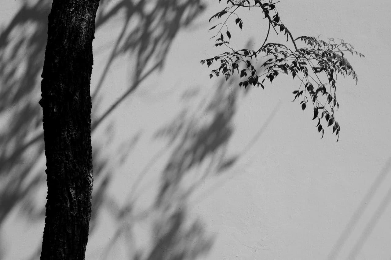 Blattschatten an einer hellen Wand